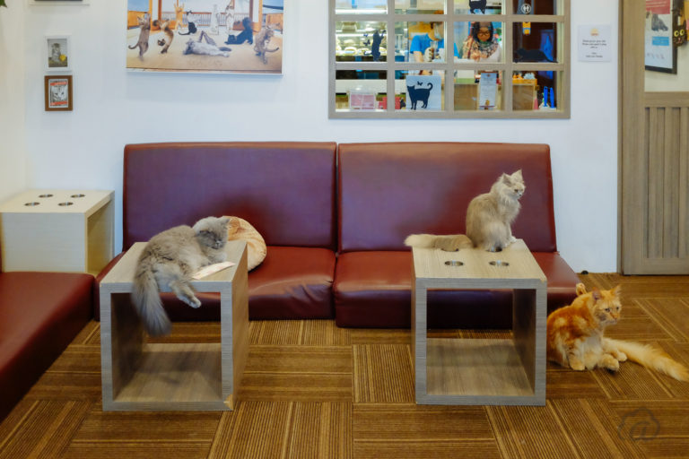 Cutie Cats Cafe, Main Kucing Sambil Mengikuti Therapy Cat