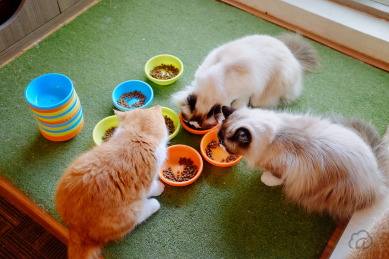 Cutie Cats Cafe, Main Kucing Sambil Mengikuti Therapy Cat