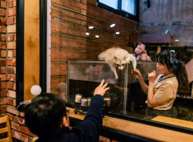 Bisa Makan Bareng Rakun, Ini 4 Cafe Unik di Korea Selatan