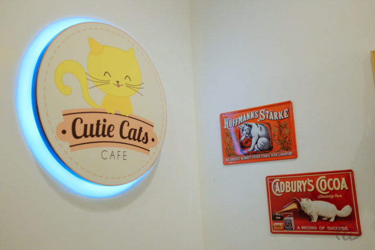Cutie Cats Cafe, Main Kucing Sambil Mengikuti Therapy Cat