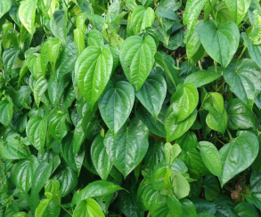 Daun Bungkus Papua untuk Perbesar Kelamin, Amankah?