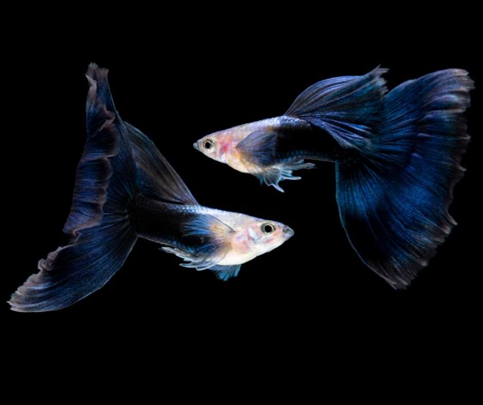 Bukan Sembarangan, Ini Ikan Hias dengan Harga Fantastis