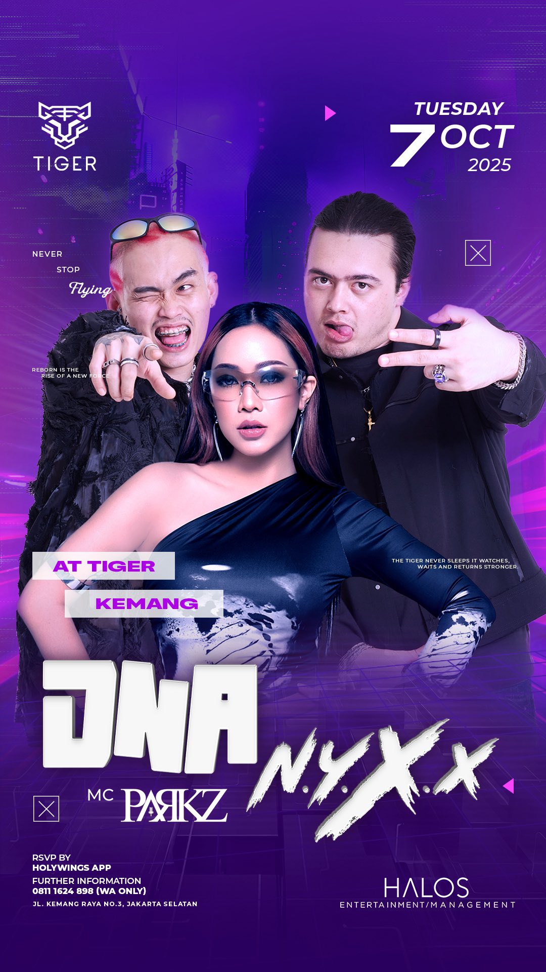 GOLDEN TIGER KEMANG JAKARTA - DNA & NYXX