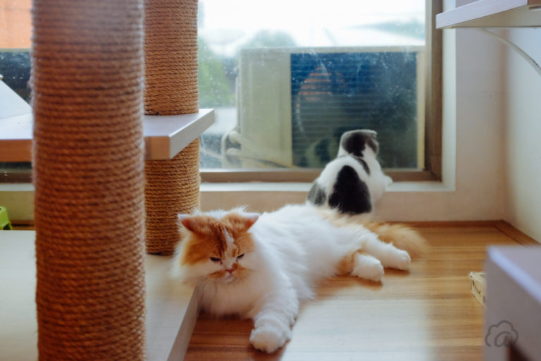 Cutie Cats Cafe, Main Kucing Sambil Mengikuti Therapy Cat