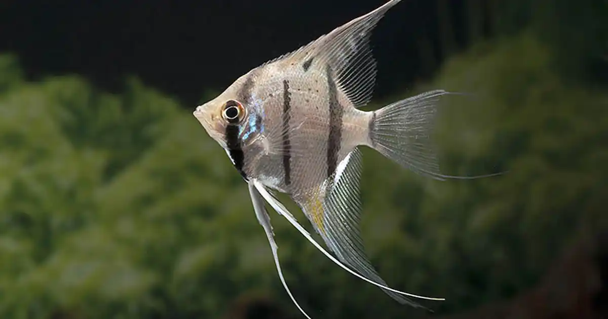 Bukan Sembarangan, Ini Ikan Hias dengan Harga Fantastis