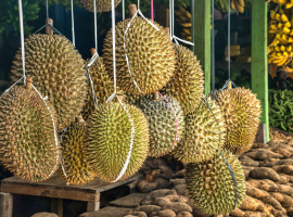 Jangan Santap Ini Setelah Makan Durian!