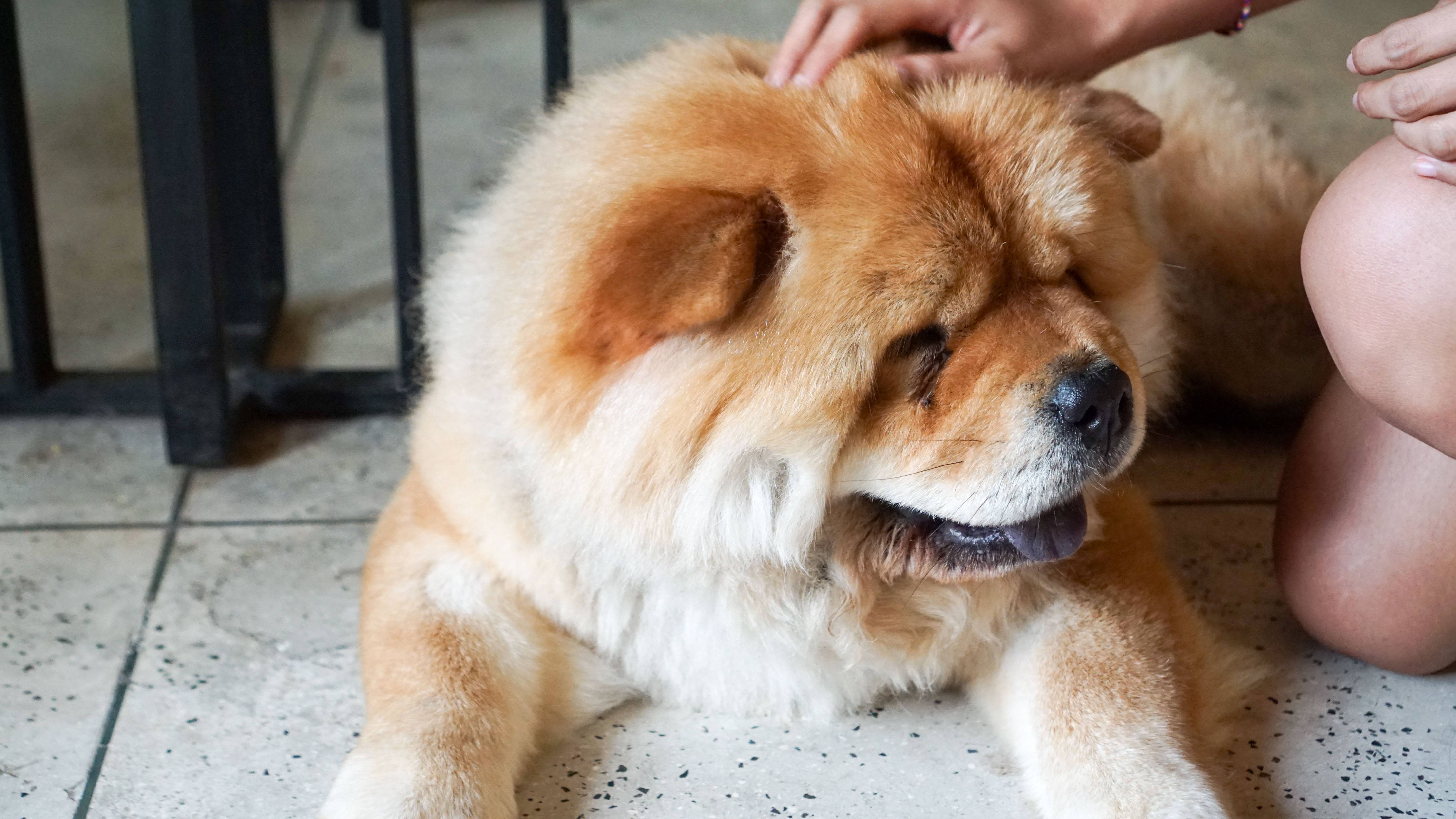 Dear Lucy Cafe Legian, Berburu Foto Instagramable di Dog Cafe