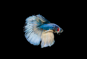 Bukan Sembarangan, Ini Ikan Hias dengan Harga Fantastis